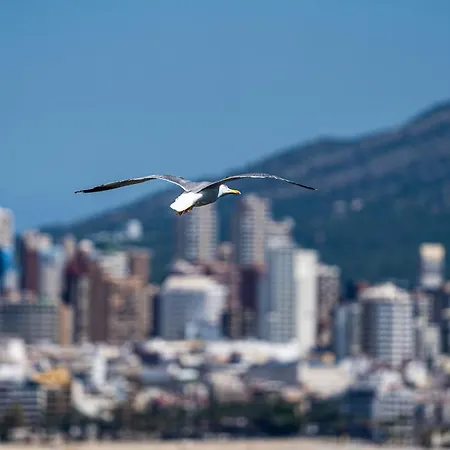 Sunset Drive 90210 * Benidorm