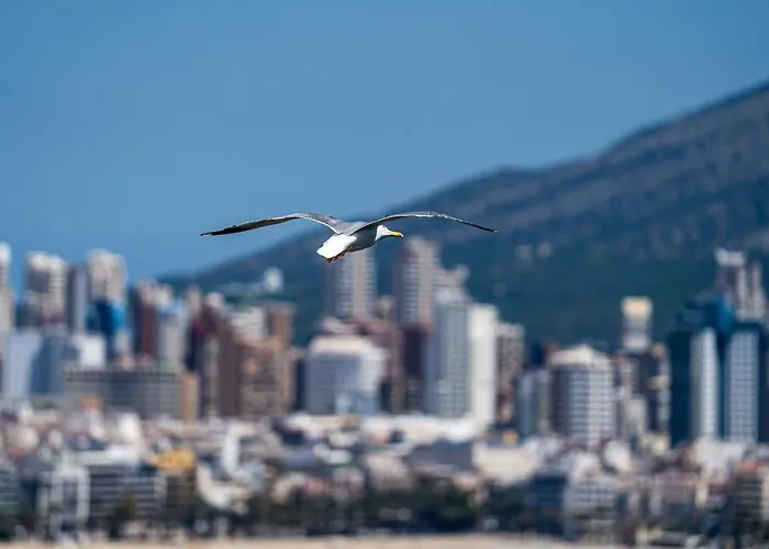 Sunset Drive 90210 * Benidorm